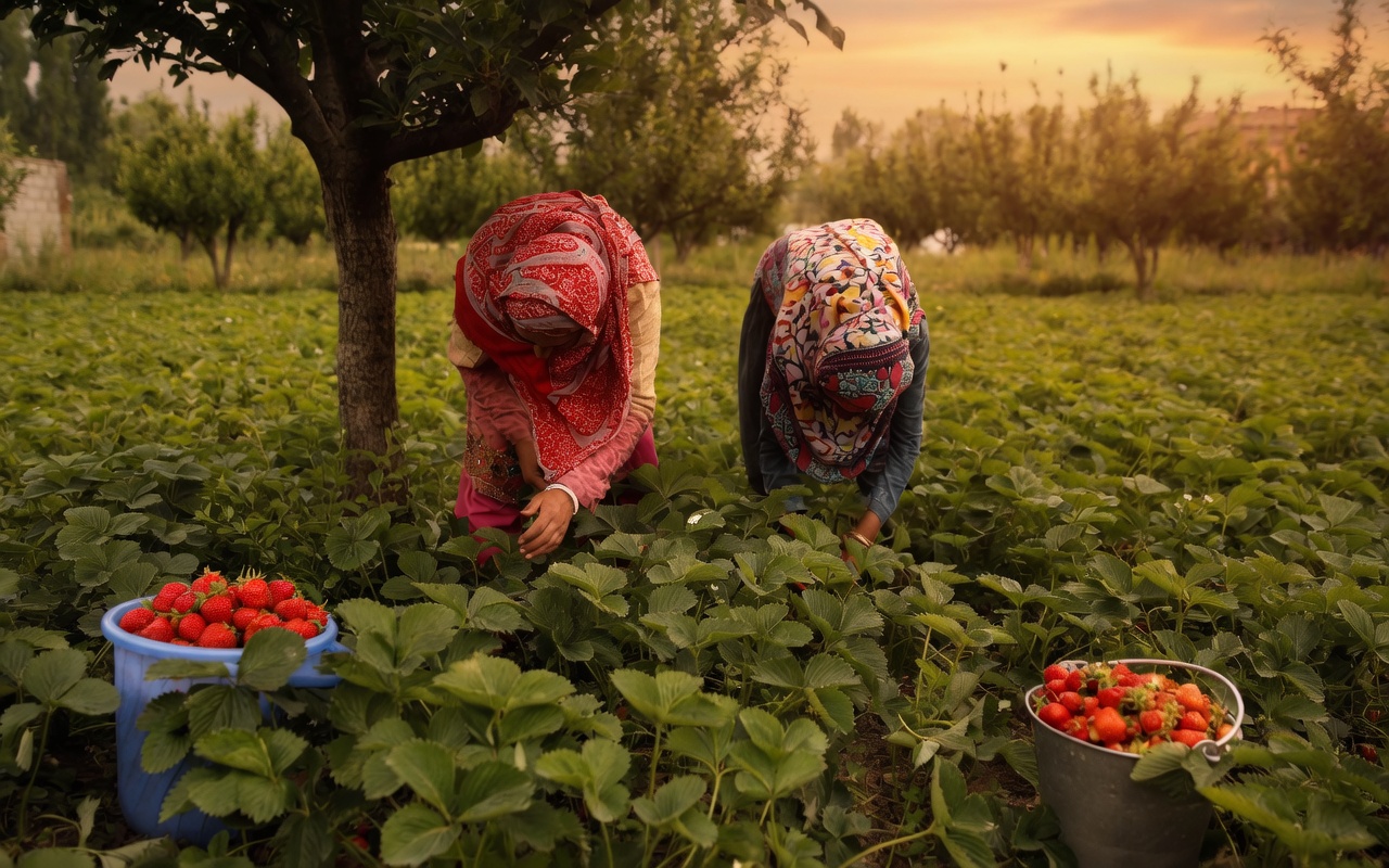 Agriculteur fraise, Maroc